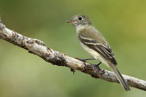 Alder Flycatcher (Empidonax alnorum), Texas, USA