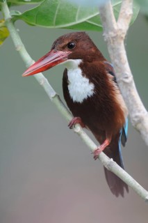 White-throated Kingfisher (Halcyon smyrnensis), Sri Lanka