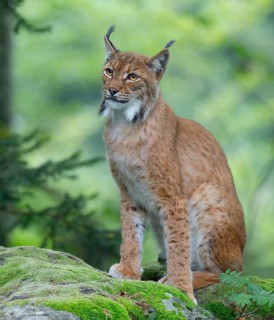 Eurasian lynx (Lynx lynx) sitting on a moss-covered rock in the forest and looking attentively,