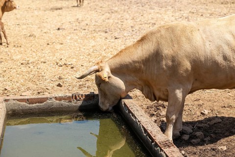A Galician blonde cow, part of a renowned Spanish breed, quenches its thirst at a watering trough