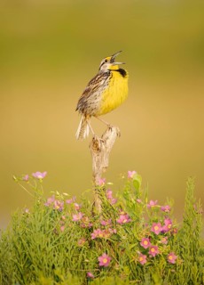 Eastern Meadowlark (Sturnella magna) male singing, Texas, USA