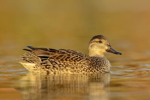 Green-winged Teal (Anas carolinensis) female, Texas, USA