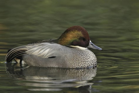 Falcated Duck (Mareca falcata) male, California, USA