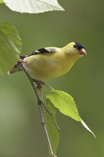 American Goldfinch (Spinus tristis) male, British Columbia, Canada