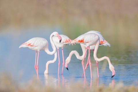 Rosaflamingo, Phoenicopterus roseus Greater Flamingo, Phoenicopterus roseus