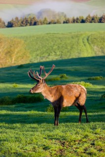 One male Altai maral, Altai wapiti or Altai elk (Cervus canadensis sibiricus) stands on a meadow in