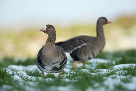 Greater White-fronted Goose (Anser albifrons) adult and young on snowy field, North