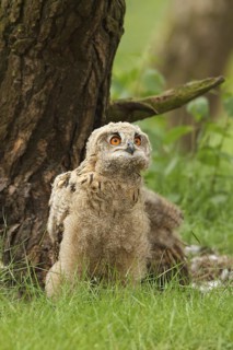 Eurasian Eagle-Owl (Bubo bubo) juvenile, Limburg, Netherlands