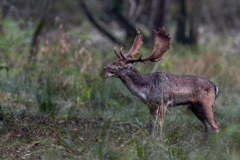 The roaring of the fallow deer (Dama dama) will only be heard for a few more days, in the first