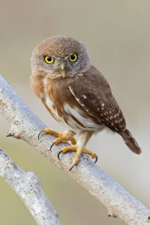 Colima Pygmy Owl (Glaucidium palmarum) perched on a branch in Oaxaca, Mexico