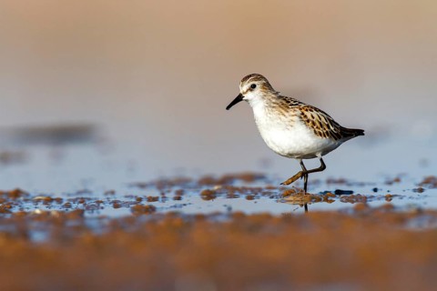 Little Stint (Calidris minuta), Castile-La Mancha, Spain
