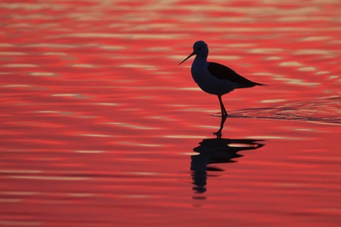 Black-winged Stilt (Himantopus himantopus), Spain
