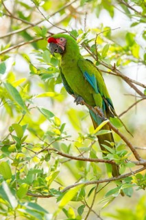 Military Macaw Ara militaris El Tuito, Jalisco, Mexico 9 June Adult Psittacidae