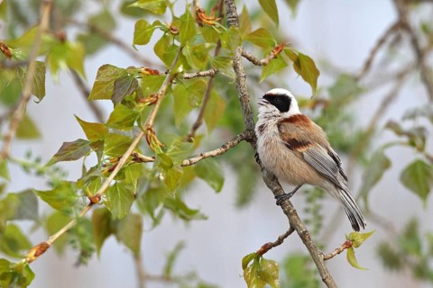 Eurasian Penduline Tit (Remiz pendulinus) male, Saxony-Anhalt, Germany