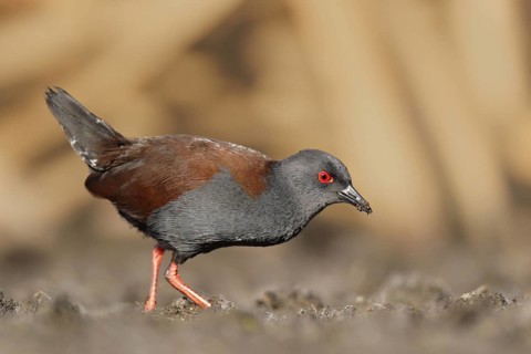 Spotless Crake (Porzana tabuensis), Western Australia, Australia