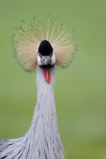 Gray crowned-crane (Balearica regulorum), portrait, captive, occurrence in Africa