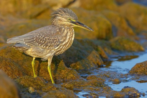 Animals, birds, heron, mangrove heron, (Butorides striatus), foraging in biotope, Quarayyat,