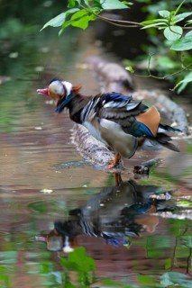 Mandarin ducks (Aix galericulata) Male shaking and reflecting in the lake, Tiergarten, Berlin,