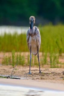 A bird stands upright on a sandy bank, in an environment of water and grass, embedded in green