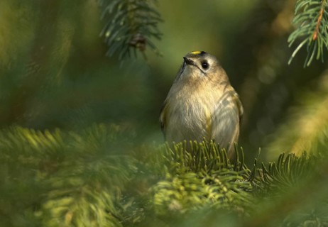 Goldcrest (Regulus regulus), Mecklenburg-Western Pomerania, Germany