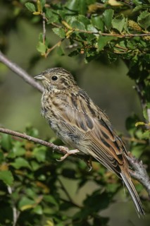 Pine Bunting (Emberiza leucocephalos) fresh fledgling with growing quills, Mongolia