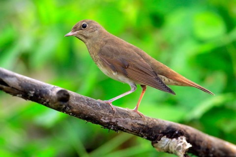 Thrush Nightingale (Luscinia luscinia) perched on a branch, Danube Delta, Romania