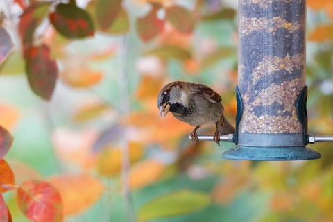 Sparrow eating seeds from a feeder. seasonal bird feeding. Bad Salzschlirf, Hessen, Germany