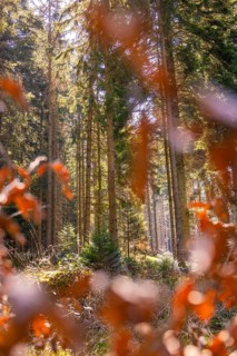Sunlight floods a forest with bright autumn leaves, Calw, Black Forest, Germany