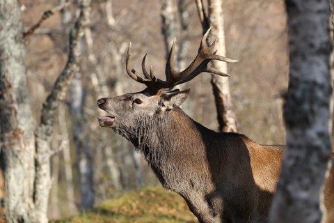 Red deer (Cervus elaphus elaphus) deer roaring during the rut in the birch forest. These are the