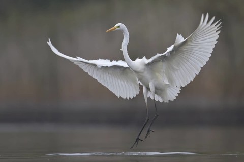 Great Egret (Ardea alba), Saxony, Germany