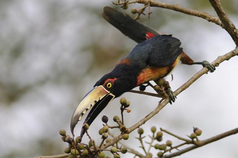 Collared Aracari (Pteroglossus torquatus), Guatemala