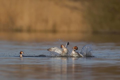 Great crested grebe (Podiceps cristatus) two adult male birds fighting on a lake with a female bird