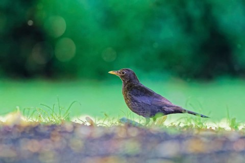 Common blackbird (Turdus merula) standing on grassy ground with soft green background in natural