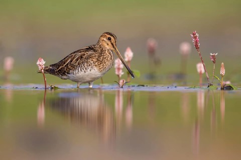 Common Snipe (Gallinago gallinago) foraging, Poland