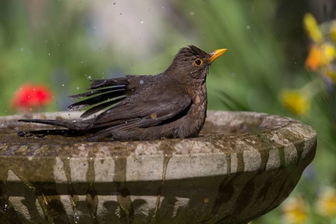 Common Blackbird (Turdus merula) female bathing, Wales, United Kingdom