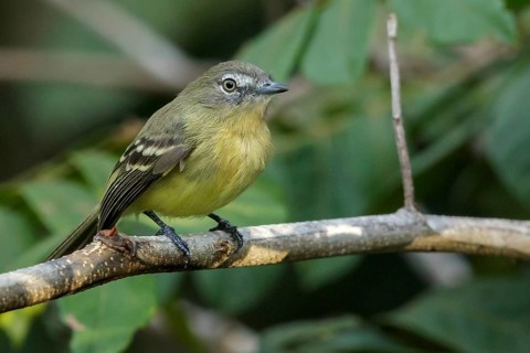 Pale-tipped Inezia (Inezia caudata) perched on a branch in the grasslands of Guyana