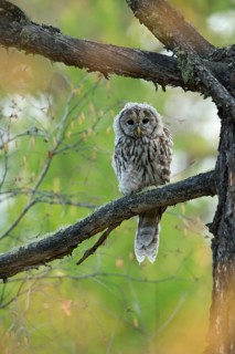 Ural Owl (Strix uralensis yenisseensis) juvenile perched on a branch, Töv-Aimag, Mongolia