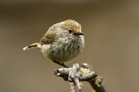 Tasmanian Thornbill (Acanthiza ewingii), Tasmania, Australia