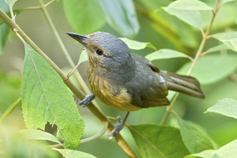 Bower's Shrikethrush (Colluricincla boweri), Queensland, Australia