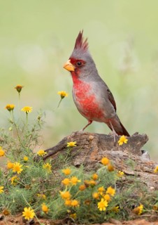 Pyrrhuloxia (Cardinalis sinuatus) male perched on the ground, Texas, USA