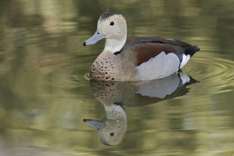 Ringed Teal (Callonetta leucophrys), Arizona, USA