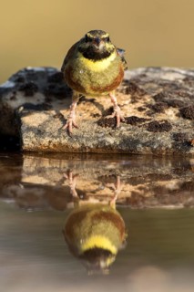 Cirl Bunting (Emberiza cirlus) male, Castile and Leon, Spain