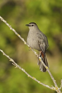 Grey Catbird (Dumetella carolinensis), Manitoba, Canada