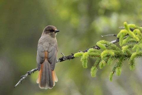 Siberian Jay (Perisoreus infaustus), Dalarna, Sweden