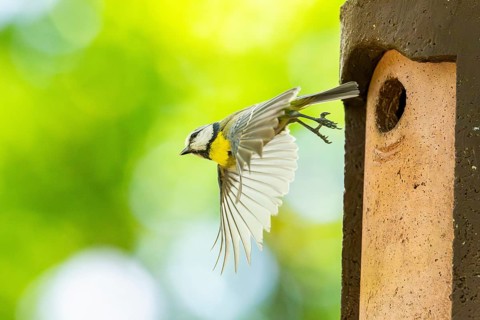 Eurasian blue tit (Cyanistes caeruleus) flying away from a bird house, Bavaria, Germany