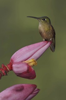 Fawn-breasted Brilliant (Heliodoxa rubinoides), Ecuador