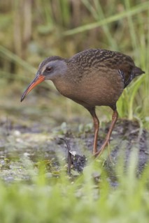Virginia Rail (Rallus limicola), Ontario, Canada