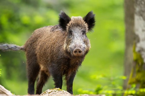 Wild boar (Sus scrofa) standing in a forest, Bavaria, Germany