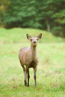 Red deer (Cervus elaphus) hind walking on a meadow, Bavaria, Germany