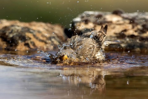 Rock Sparrow (Petronia petronia) bathing, Castile and Leon, Spain